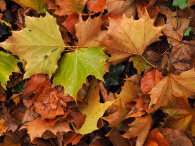 Renkli sonbahar yaprakları