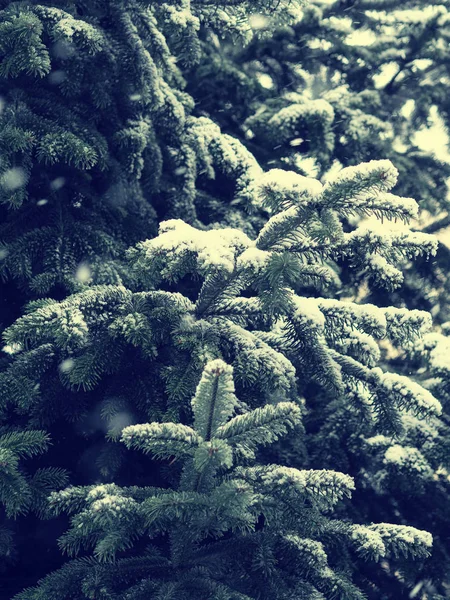 Fondo de invierno con abeto y nieve — Foto de Stock