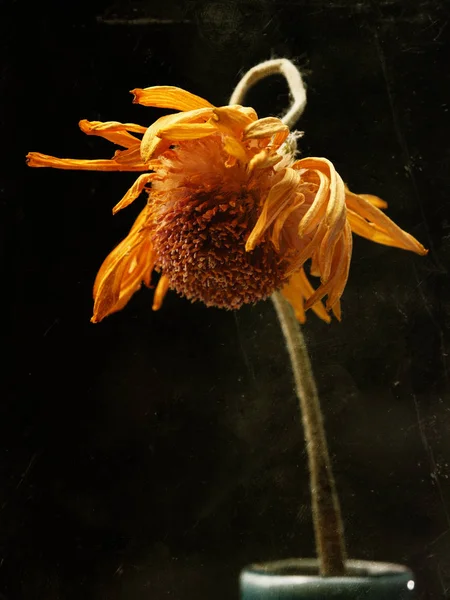 Sárga Margaréta virág — Stock Fotó