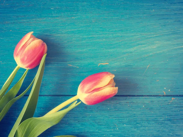 Beautiful tulips, springtime background — Stock Photo, Image