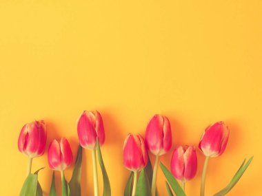 Bahar arka plan güzel Lale ile