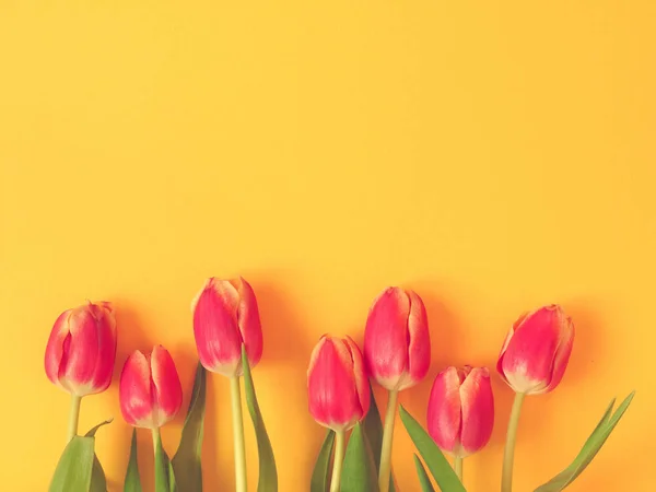 Springtime background with beautiful tulips — Stock Photo, Image