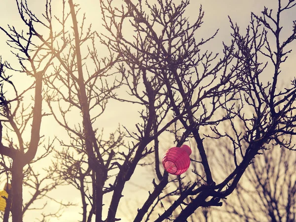 Lampions in einem Baum — Stockfoto