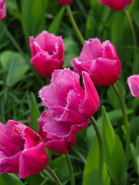 Close up de belas tulipas rosa — Fotografia de Stock