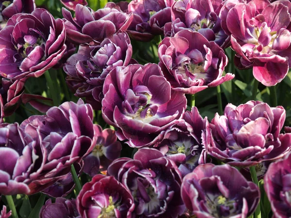 Красивые розовые тюльпаны — стоковое фото