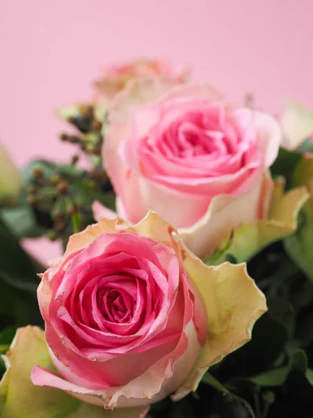 분홍색 장미를 가까이 서 본 모습 — 스톡 사진