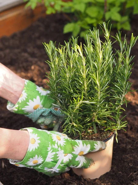 Hombre en jardinería — Foto de Stock