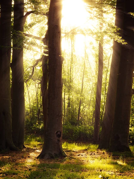 Forêt mystique avec rayons de soleil — Photo