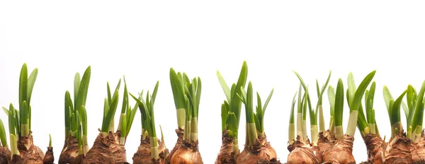 Growing narcissus bulbs in a row in front of white background — 스톡 사진