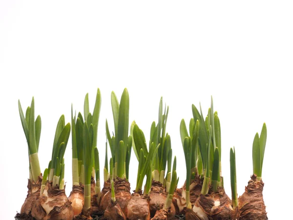 Growing narcissus bulbs in a row in front of white background — Stock Photo, Image
