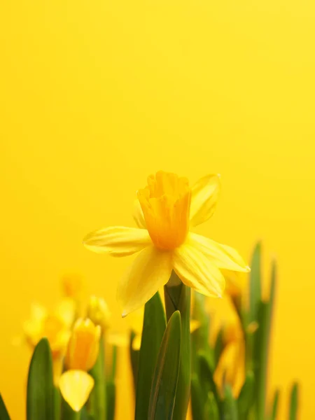 Lindos narcisos contra um fundo amarelo — Fotografia de Stock