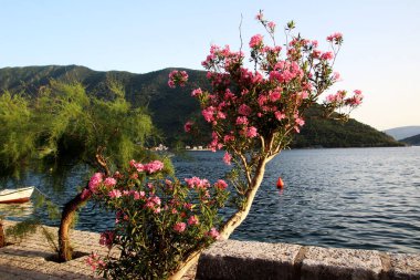 Sahilde yetişen çiçek açan ağaç. Yeşil tepeler. Yaz manzarası. Duvar Kağıdı.