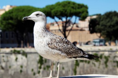Şehir Arkaplanındaki Martı Yaz Arazisi Yeşil Ağaçlar Duvar Kağıdı