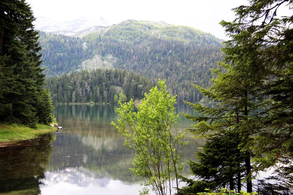 山の中でカラフルな緑の森 緑の草の水の反射 夏の風景 — ストック写真