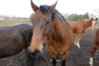 Berlin alanında ata