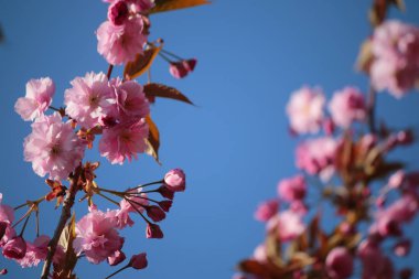 ağaç blosssom yakın çekim