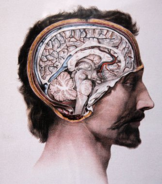 insan beyni anatomik resmini