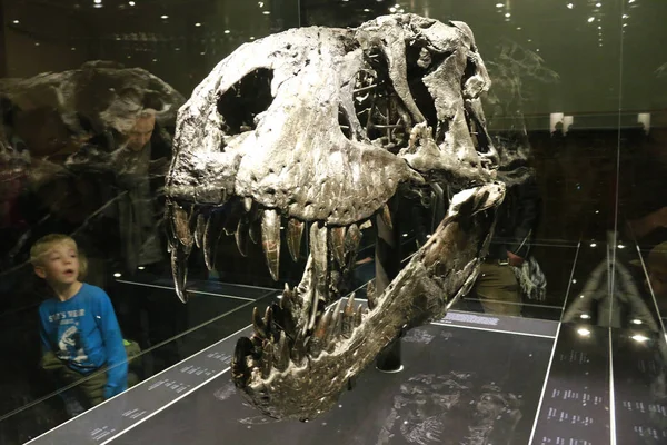 Скелет тираннуса Saurus Rex "Tristan Otto — стоковое фото