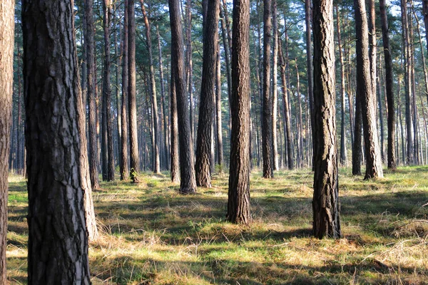 Árboles en madera de pino — Foto de Stock