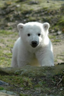 Kutup ayısı Knut bebeğim