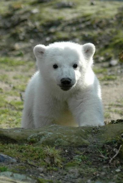 Kutup ayısı Knut bebeğim