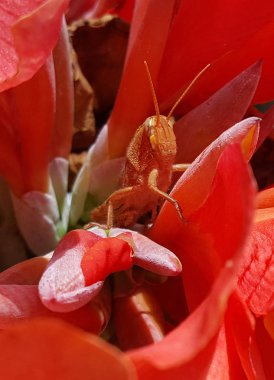 Grasshopper on petals of red flower clipart