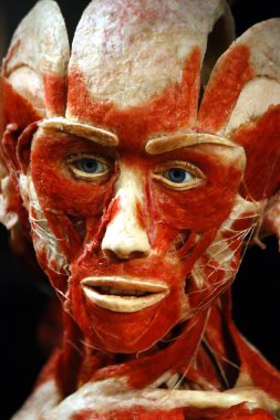 tam olarak plastinated insan vücudu