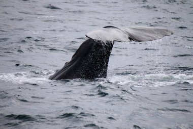Norwegean deniz derin suda balina