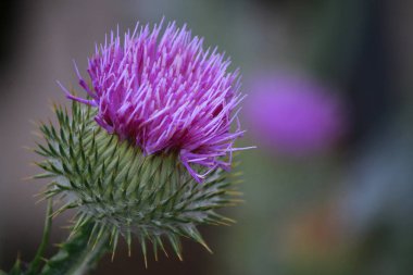 Thistle çiçek kafa 