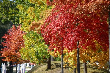 clorful sonbahar yaprakları 