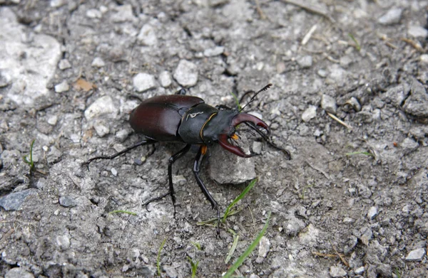 地面にコガネムシ カブトムシ — ストック写真