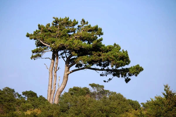 Duże zielone drzewo — Zdjęcie stockowe