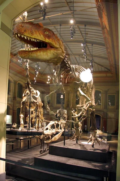 Giant skeletons of Brachiosaurus — Stock Photo, Image