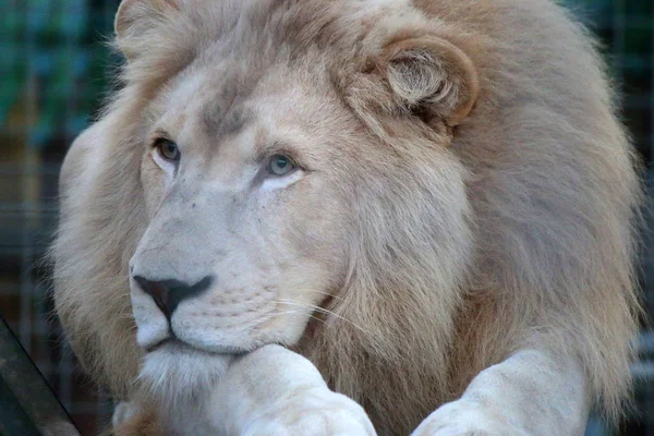 休息在动物园里的狮子 — 图库照片