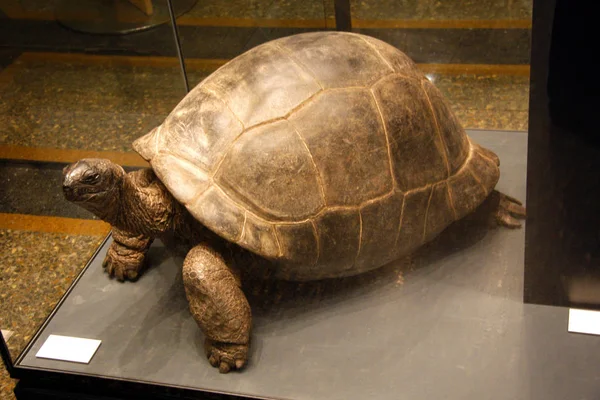 Turtle Exhibit in Museum of Natural History — Stock Photo, Image