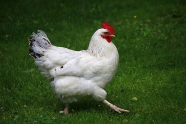 Yeşil çimenlerin üzerinde çalışan tavuk