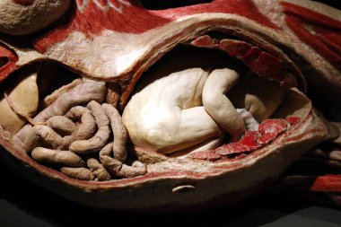  tam olarak plastinated insan vücudu