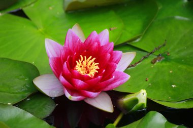 Pembe lotus çiçek açan 