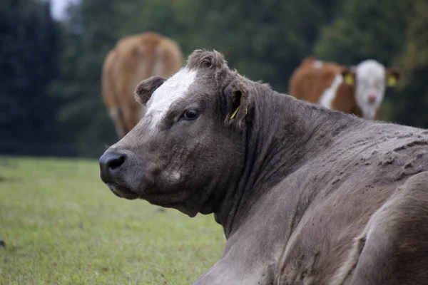 Ko som ligger på gräs — Stockfoto