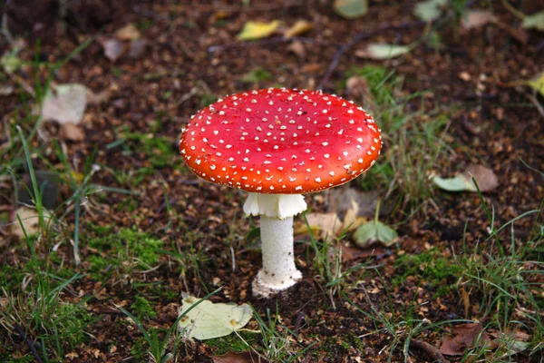 Токсичний гриб, " муха амантіта " — стокове фото