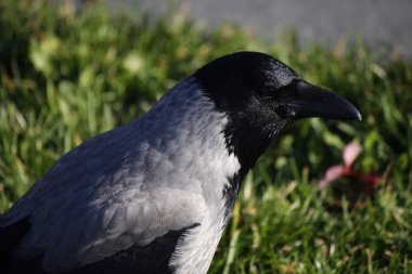 Kukuletalı karga ayakta çimenlerin üzerinde