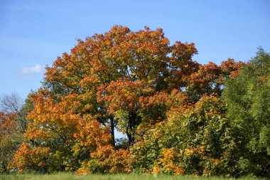 Turuncu sonbahar park