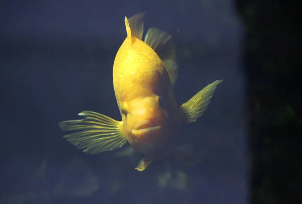 Золота риба в акваріумі — стокове фото
