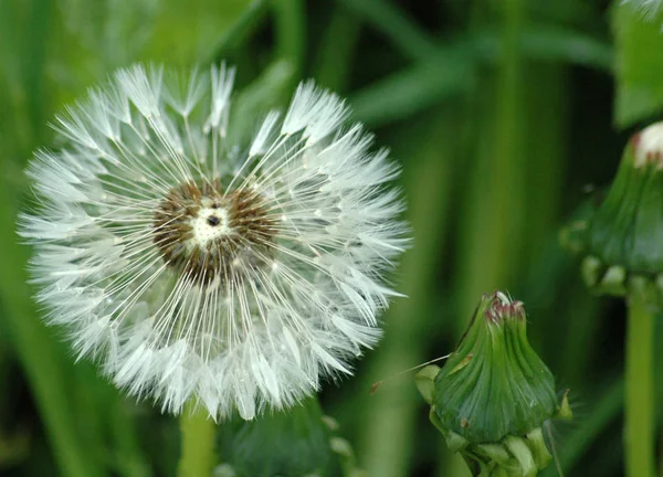 Simbolo Allergie Fruehling Sommeranfang Pusteblume — Foto Stock