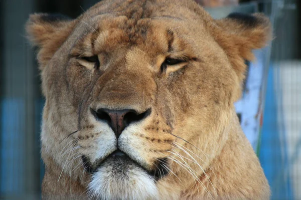 Leona descansando en un zoológico — Foto de Stock