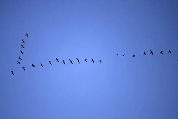 Birds flying high in the sky — Stock Photo, Image
