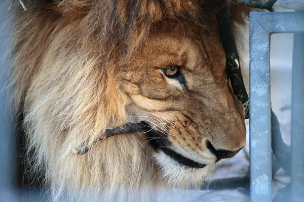 Ritratto di leone allo zoo di Berlino — Foto Stock