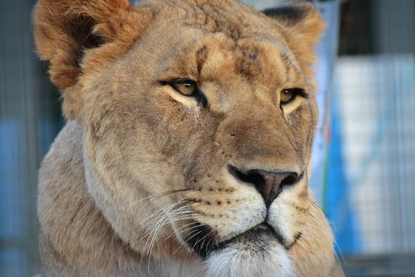 在动物园里休息的母狮 — 图库照片