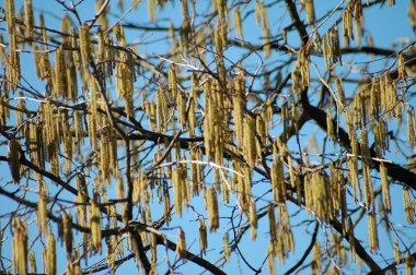 bluehender Baum (Hasel), Fruehbluetler, Mitte Januar, Berlin.
