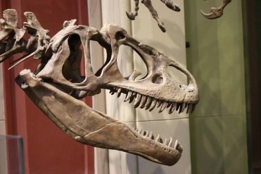 Doğal Tarih Müzesi, Berlin.